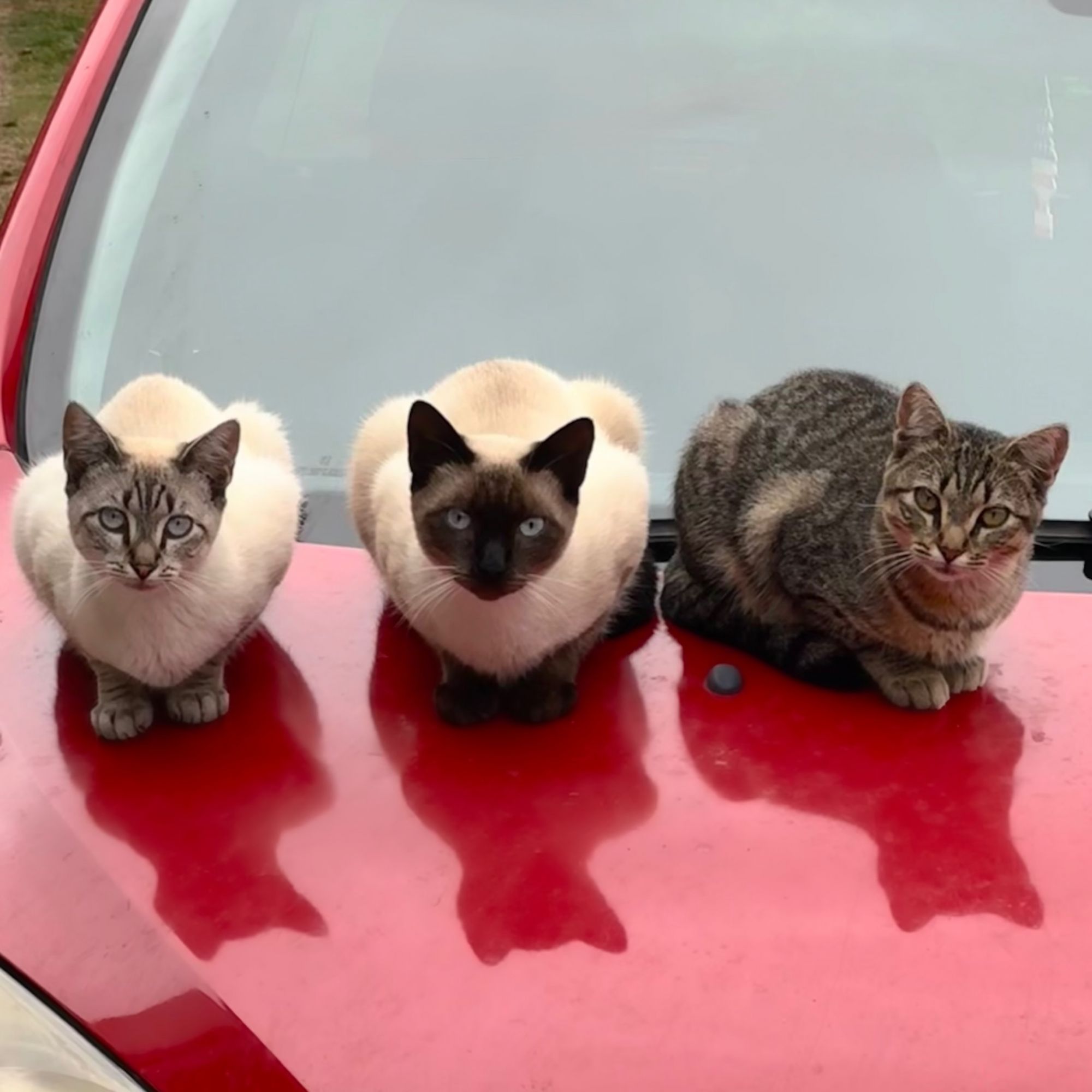 Mimos para os Gatinhos